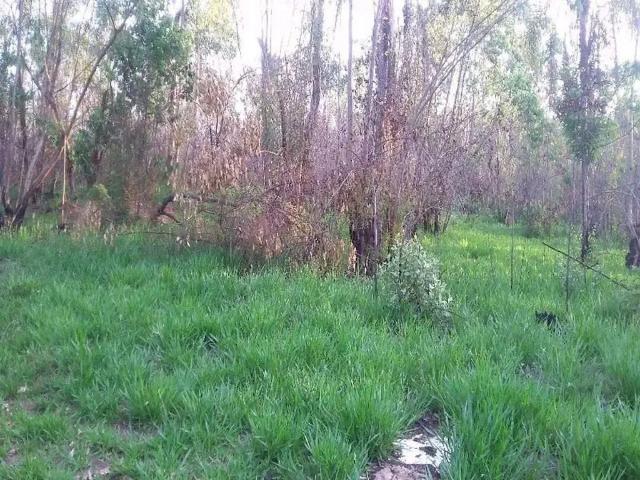 Terreno venda em Jarinu