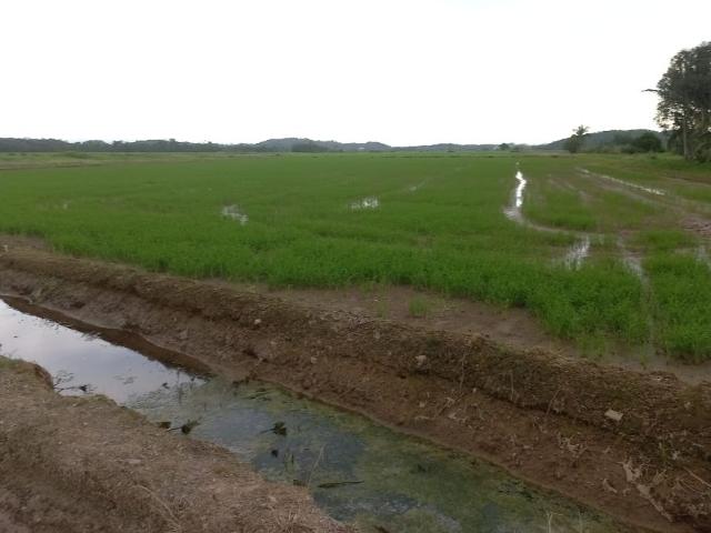 Terreno venda em Região Geográfica Imediata de Joinville, Joinville