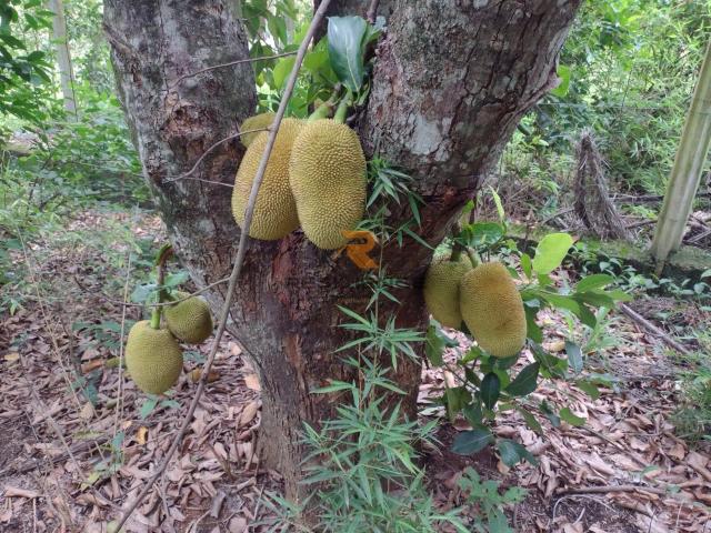 Terreno venda em Vila José Fagundes, Lagoa Santa