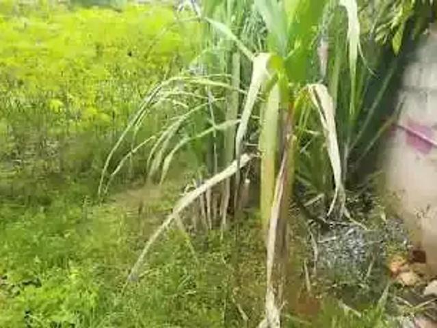 Terreno venda em Região Geográfica Imediata de Juiz de Fora, Lima Duarte