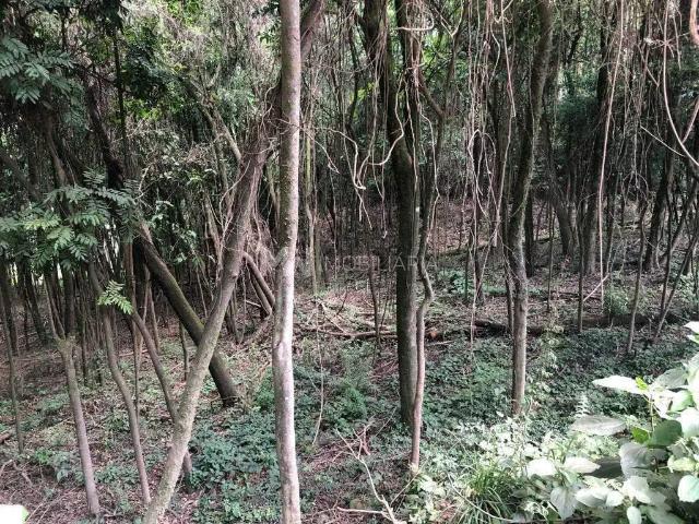 Terreno venda em Linha Nova