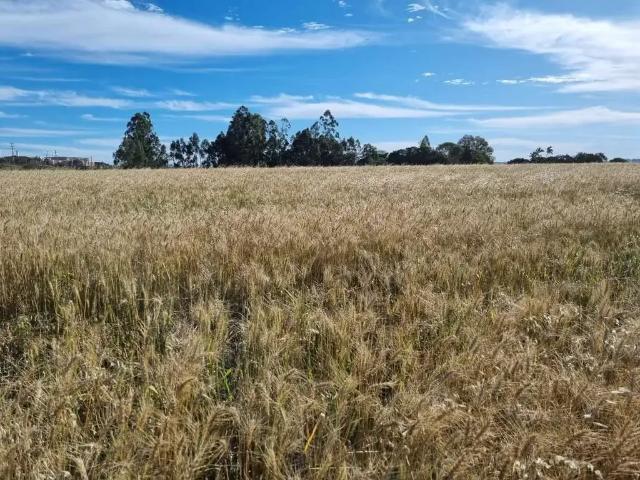 Terreno venda em Região Geográfica Imediata de Londrina, Londrina
