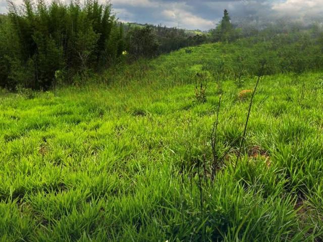 Terreno venda em Jardim Galrão, Mairiporã