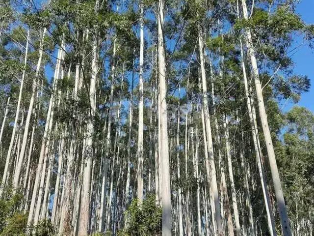 Terreno venda em Região Geográfica Imediata de Brusque, Major Gercino