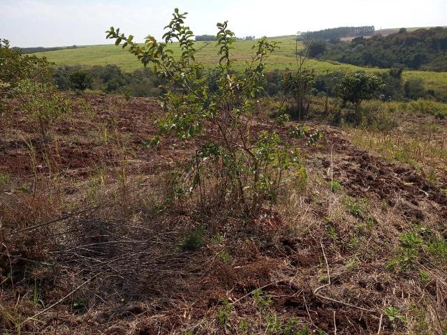 Terreno venda em Vila Franchello, Mandaguaçu