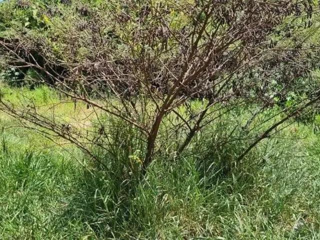 Terreno venda em Região Imediata de Marília, Marília