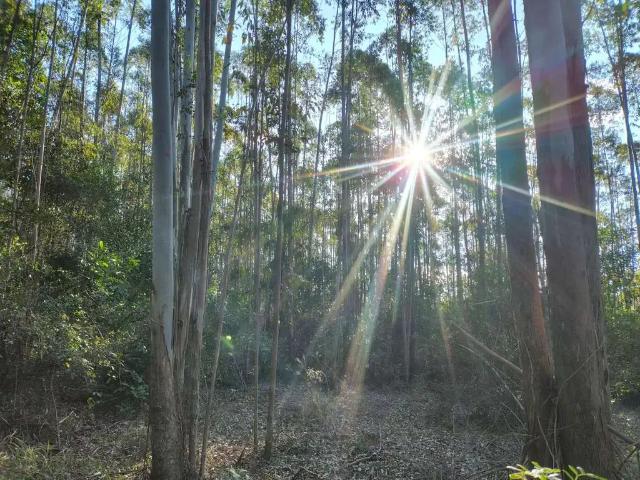 Terreno venda em Região Geográfica Imediata de Montenegro, Região Metropolitana de Porto Alegre
