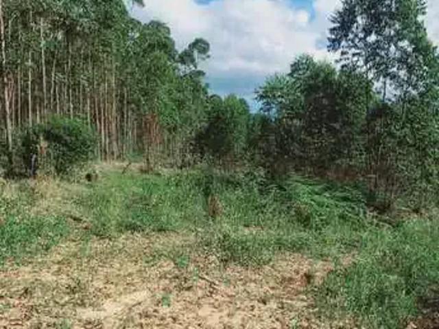 Terreno venda em Região Geográfica Imediata de Montenegro, Região Metropolitana de Porto Alegre