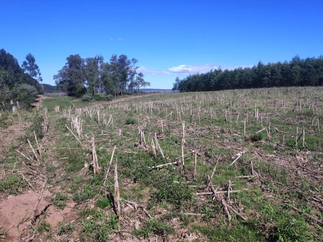 Terreno venda em Triunfo, Região Geográfica Intermediária de Porto Alegre