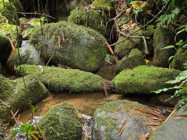 Terreno venda em Anhaia, Morretes