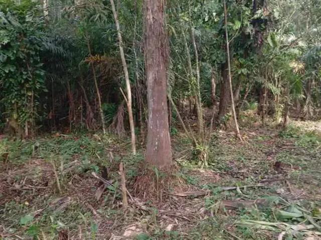 Terreno venda em Região Geográfica Imediata de Paranaguá, Morretes