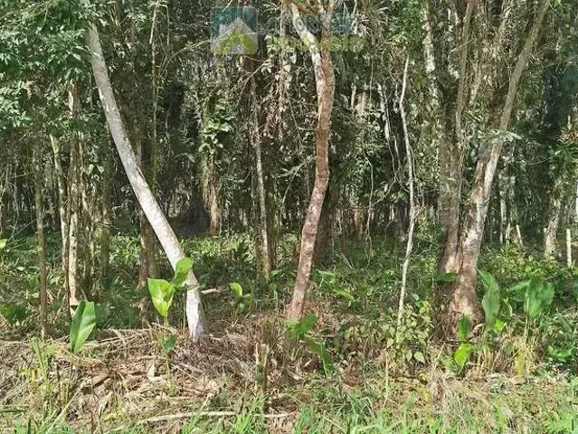 Terreno venda em Região Geográfica Imediata de Paranaguá, Morretes