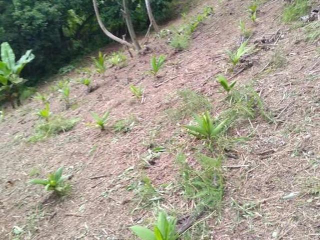 Terreno venda em Bom Jardim, Morretes