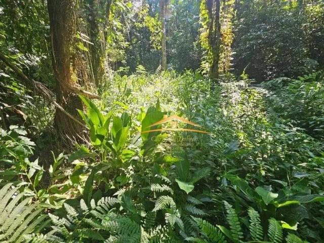 Terreno venda em Colônia Sesmaria, Morretes