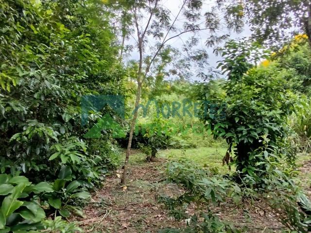 Terreno venda em Ponte Alta, Morretes