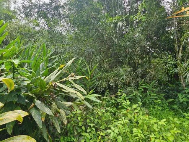 Terreno venda em Morretes, Região Geográfica Intermediária de Curitiba