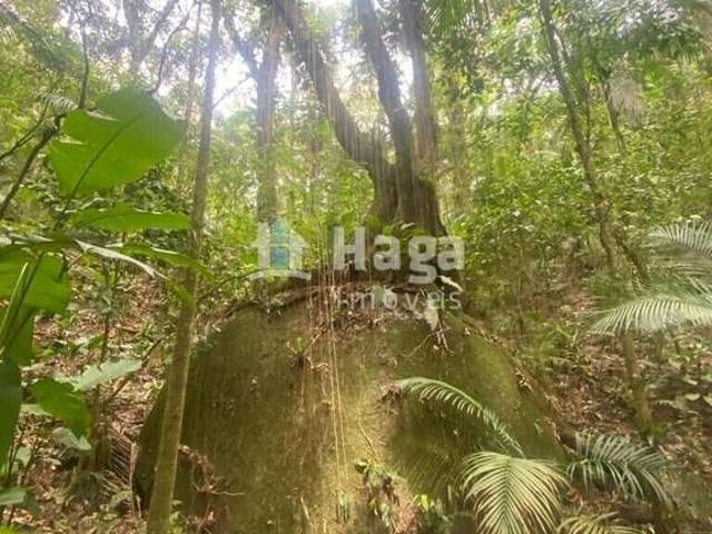 Terreno venda em Região Geográfica Imediata de Brusque, Nova Trento