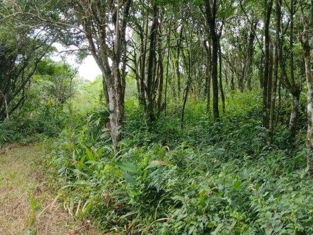 Terreno venda em Borússia, Osório