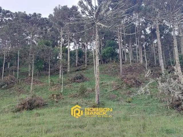 Terreno venda em Região Geográfica Imediata de Lages, Painel
