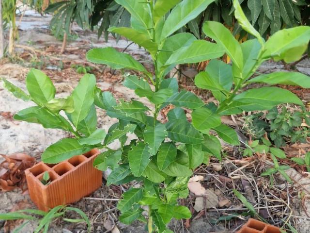 Terreno venda em Campo, Paracuru