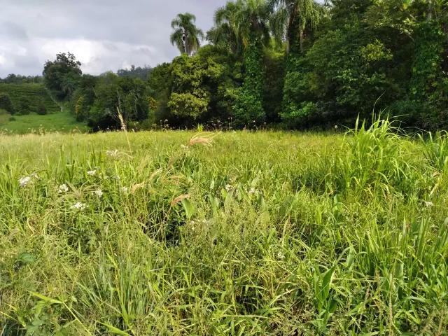 Terreno venda em Região Geográfica Imediata de Montenegro, Pareci Novo