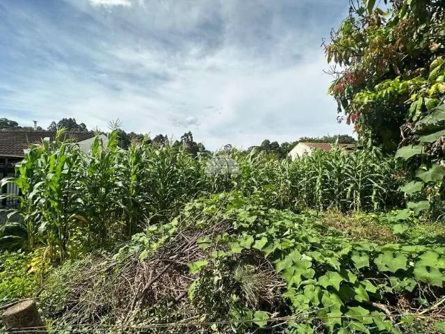 Terreno venda em Região Geográfica Imediata de Pato Branco, Região Sul