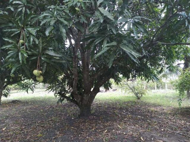 Terreno venda em Região Geográfica Imediata do Recife, Paudalho