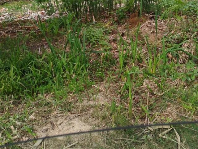 Terreno venda em Pelotas, Região Geográfica Intermediária de Pelotas