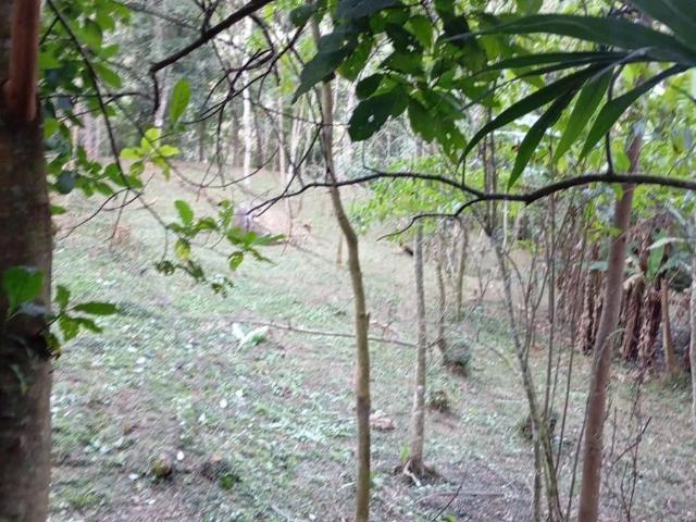 Terreno venda em Cascatinha, Petrópolis