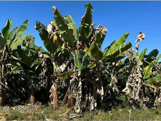 Terreno venda em Piau, Região Geográfica Intermediária de Juiz de Fora