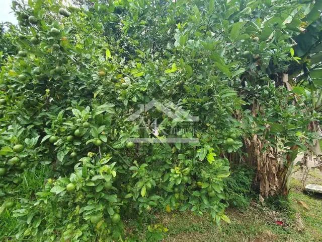 Terreno venda em Picada Café