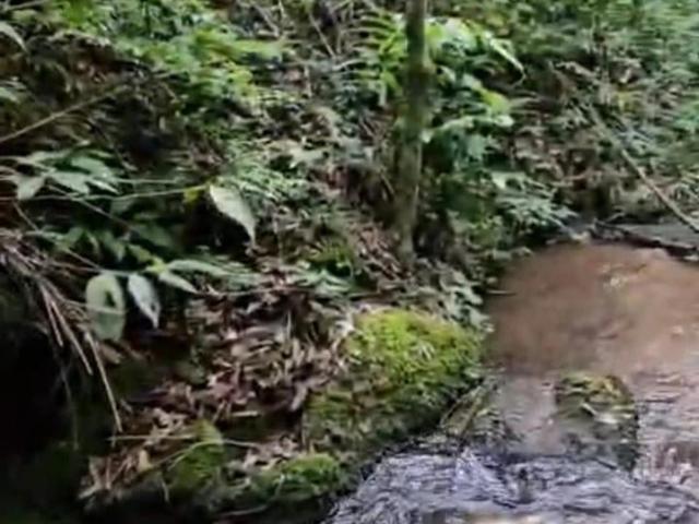 Terreno venda em Região Geográfica Imediata de Curitiba, Pien