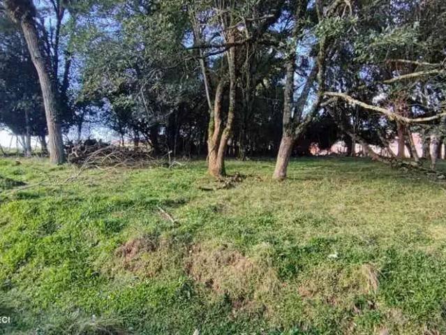 Terreno venda em Região Geográfica Imediata de Bento Gonçalves, Pinto Bandeira
