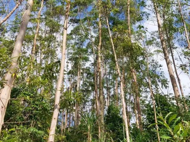 Terreno venda em Região Geográfica Imediata de Blumenau, Pomerode