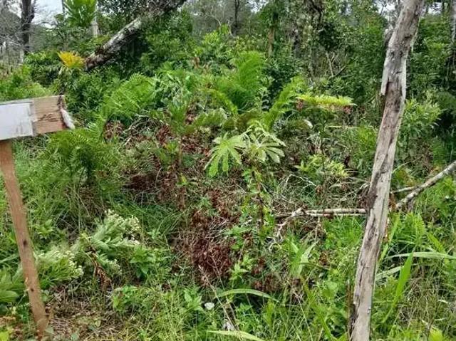 Terreno venda em Região Geográfica Imediata de Paranaguá, Guaraquecaba