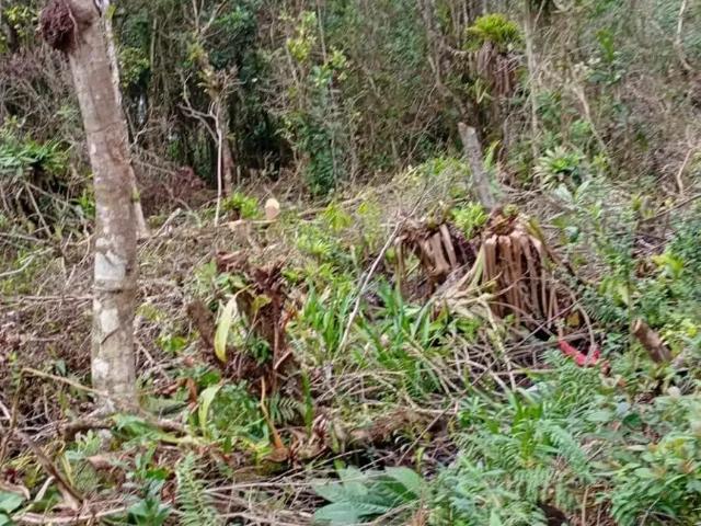 Terreno venda em Região Geográfica Imediata de Paranaguá, Guaraquecaba