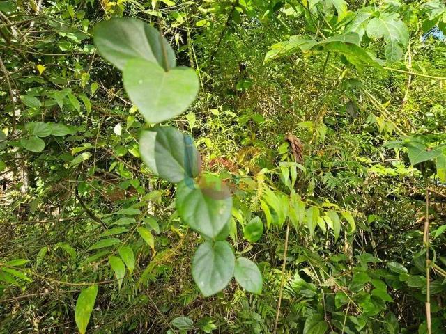 Terreno venda em Região Geográfica Imediata de Eunápolis - Porto Seguro, Porto Seguro