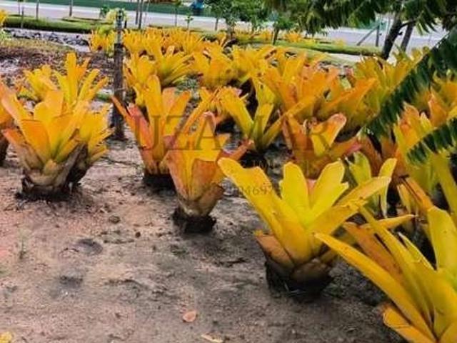 Terreno venda em Região Geográfica Imediata de Teixeira de Freitas, Prado