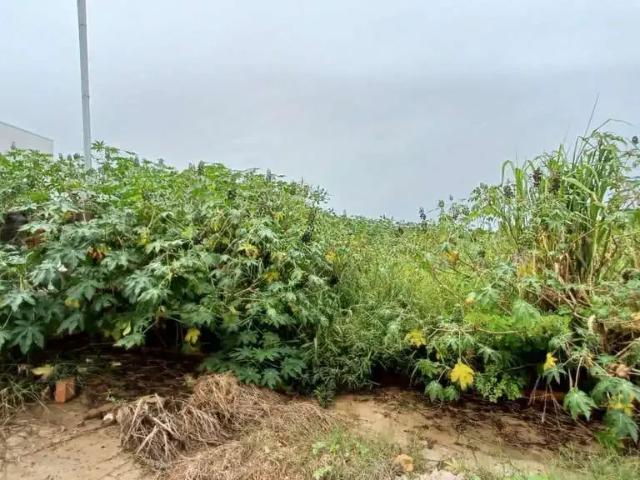 Terreno venda em Região Imediata de Presidente Prudente, Presidente Prudente