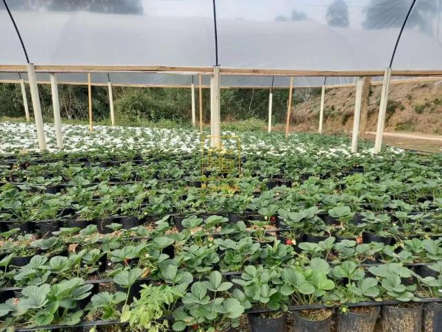 Terreno venda em Região Geográfica Imediata de Blumenau, Rio dos Cedros
