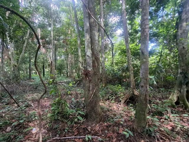 Terreno venda em Região Geográfica Imediata de Manaus, Rio Preto da Eva