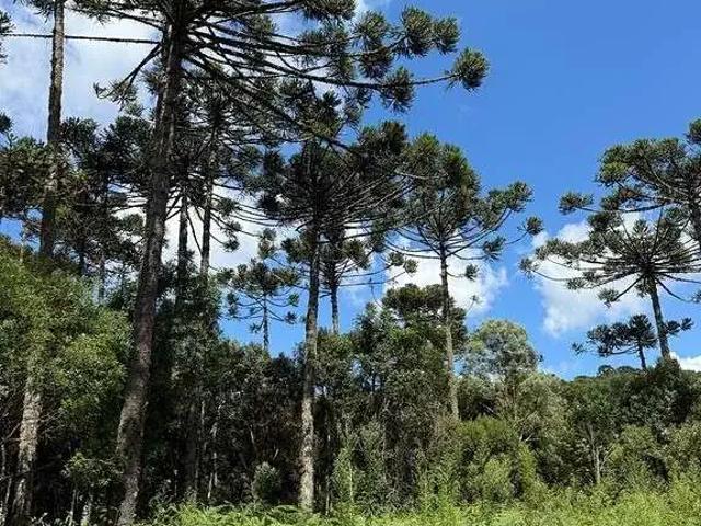 Terreno venda em Região Geográfica Imediata de Lages, Rio Rufino