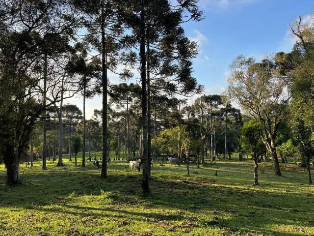 Terreno venda em Região Geográfica Imediata de São Bento do Sul-Rio Negrinho, São Bento do Sul