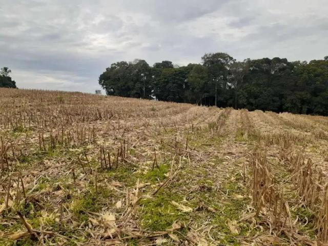Terreno venda em Região Geográfica Imediata de São Bento do Sul-Rio Negrinho, São Bento do Sul