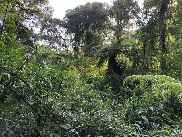 Terreno venda em Região Geográfica Imediata de São Bento do Sul-Rio Negrinho, São Bento do Sul