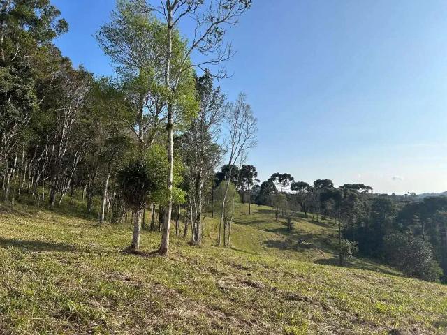 Terreno venda em Região Geográfica Imediata de São Bento do Sul-Rio Negrinho, São Bento do Sul