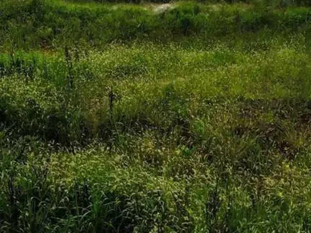 Terreno venda em Região Geográfica Imediata de São Bento do Sul-Rio Negrinho, São Bento do Sul