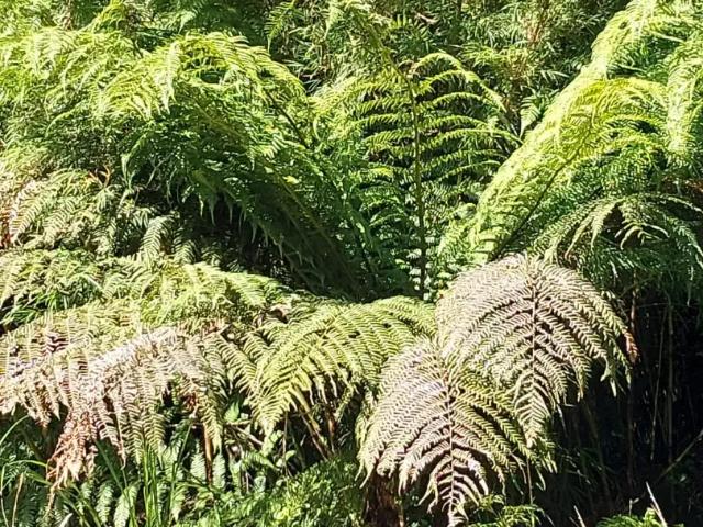 Terreno venda em Região Geográfica Imediata de Caxias do Sul, São Francisco de Paula