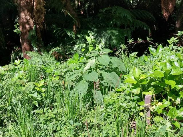 Terreno venda em Região Geográfica Imediata de Caxias do Sul, São Francisco de Paula