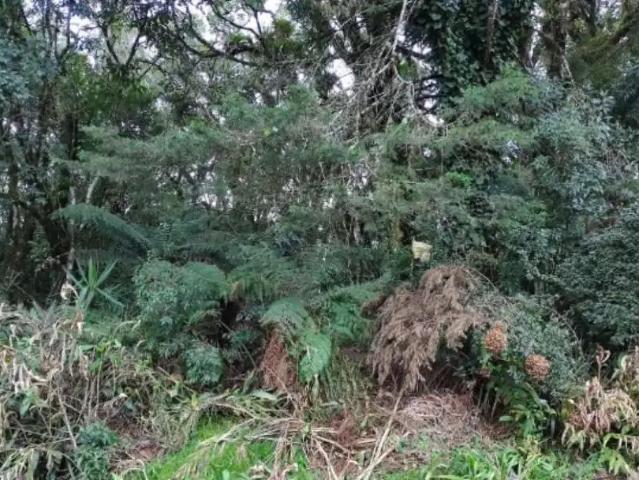 Terreno venda em Região Geográfica Imediata de Caxias do Sul, São Francisco de Paula